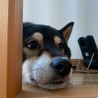 ポケユナ中高生信用