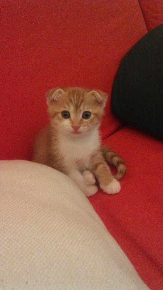 小綠綠喵派～🐱
