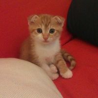 小綠綠喵派～🐱
