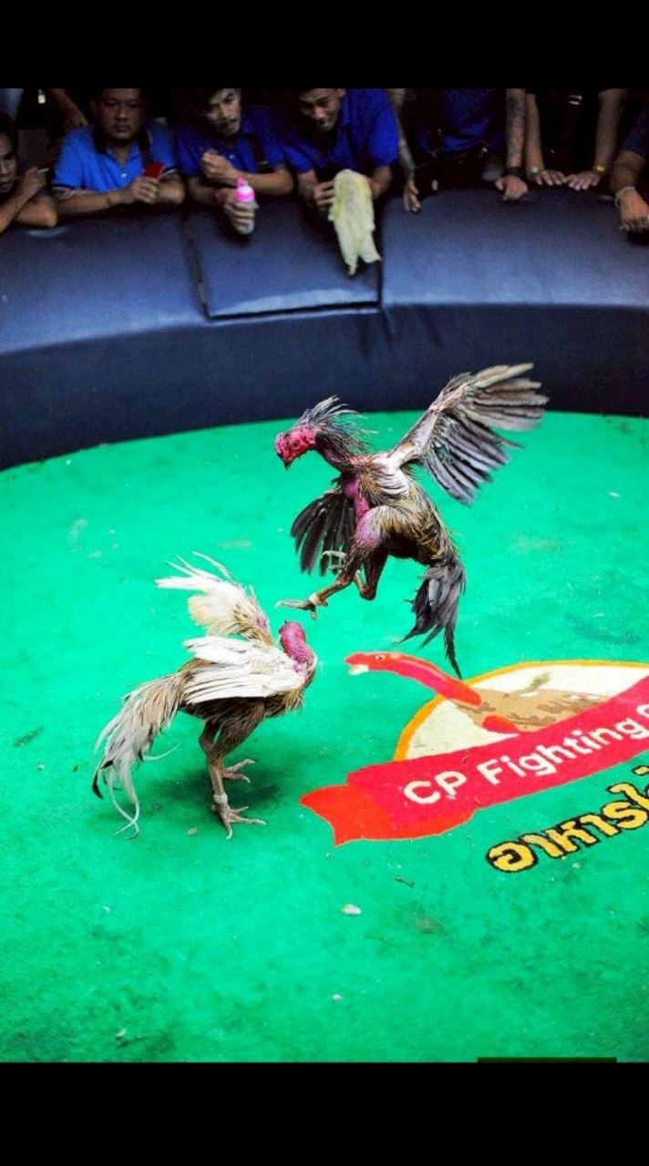 บึงอ้อ 💵💯🐓 ไก่ชนซื้อขาย..