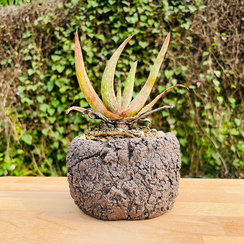 Rainxpluie 知雨若泥 多肉植物•蘆薈•Aloe microstigma