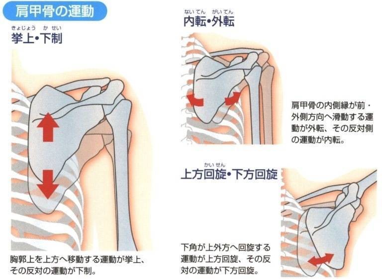 ダイエット効果あり 肩甲骨をほぐす簡単エクサ