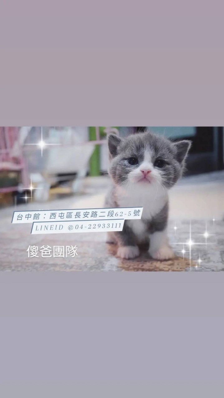 沒有試養不要購買-傻爸團隊