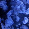 寂しがり屋。