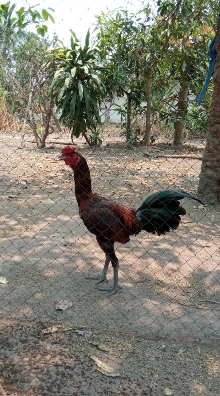 รุ่งเรืองไก่ชน