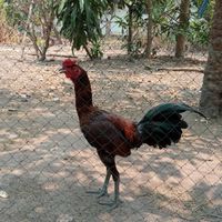 รุ่งเรืองไก่ชน