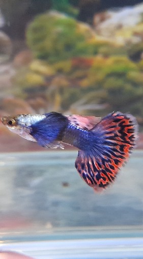 JL Guppy Auction
