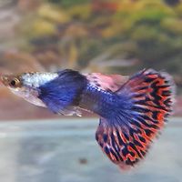 JL Guppy Auction
