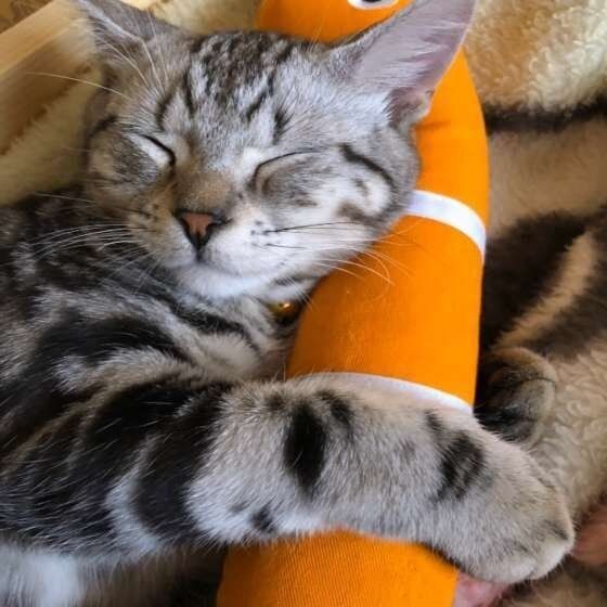 猫の目の上がハゲている なぜ 注意が必要な症状も