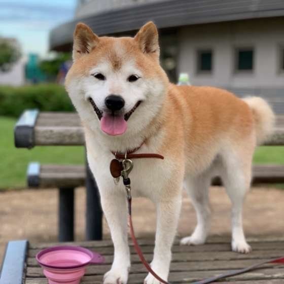 犬に生のイカは危険 万が一食べてしまったときの対処法は