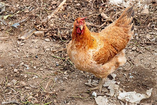 【日月潭一日遊】南投頭社活盆地農村美食餐桌與休閒農場-體驗不一樣的在地食材美味佳餚與獨特河道獨木舟體驗