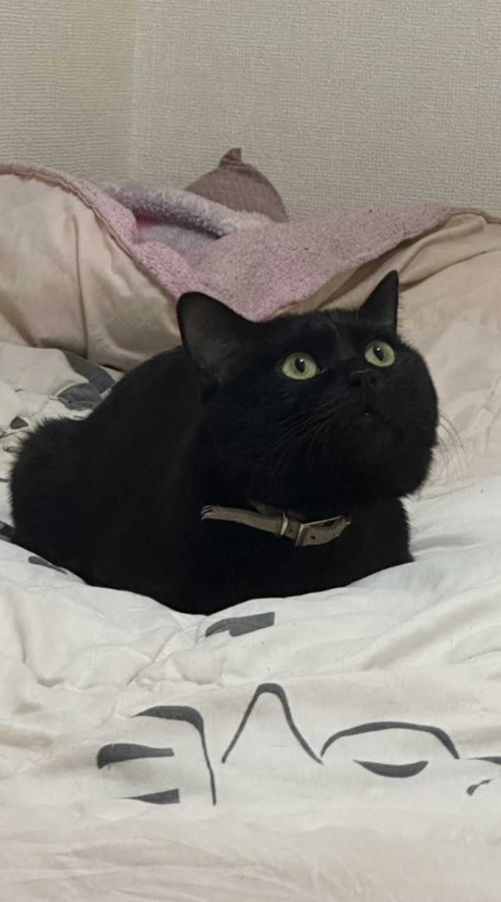 猫ミーム連合総本部