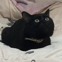 猫ミーム連合総本部