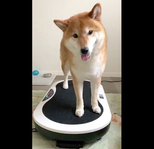 ダイエット器具の使い方をマスターした柴犬