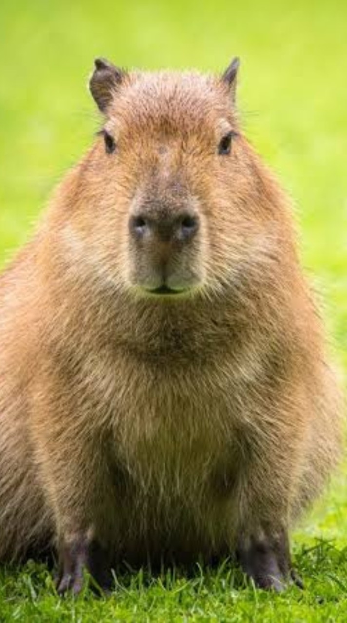 ชมรมคนชอบCapybara