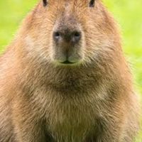 ชมรมคนชอบCapybara