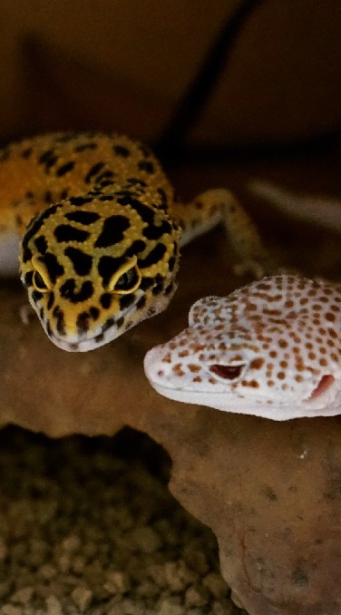 Geckos(ヤモリ好き集まれ〜のオープンチャット