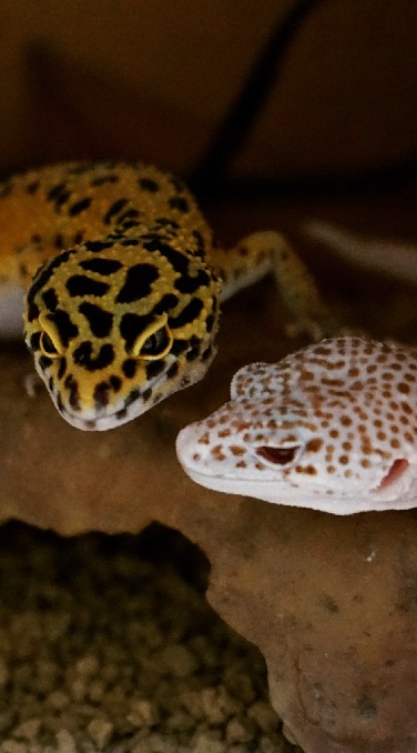 OpenChat Geckos(ヤモリ好き集まれ〜