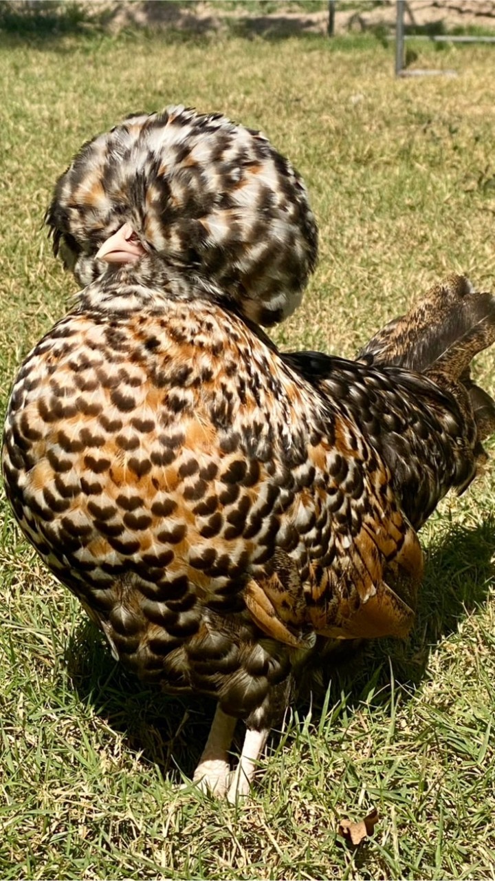 ชมรมคนรักไก่โปแลนด์ Polish Thailand