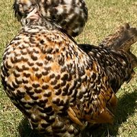 ชมรมคนรักไก่โปแลนด์ Polish Thailand
