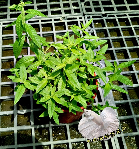 [大檸檬馬鞭草盆栽] 5-6吋盆活體香草植物盆栽, 可食用可泡茶