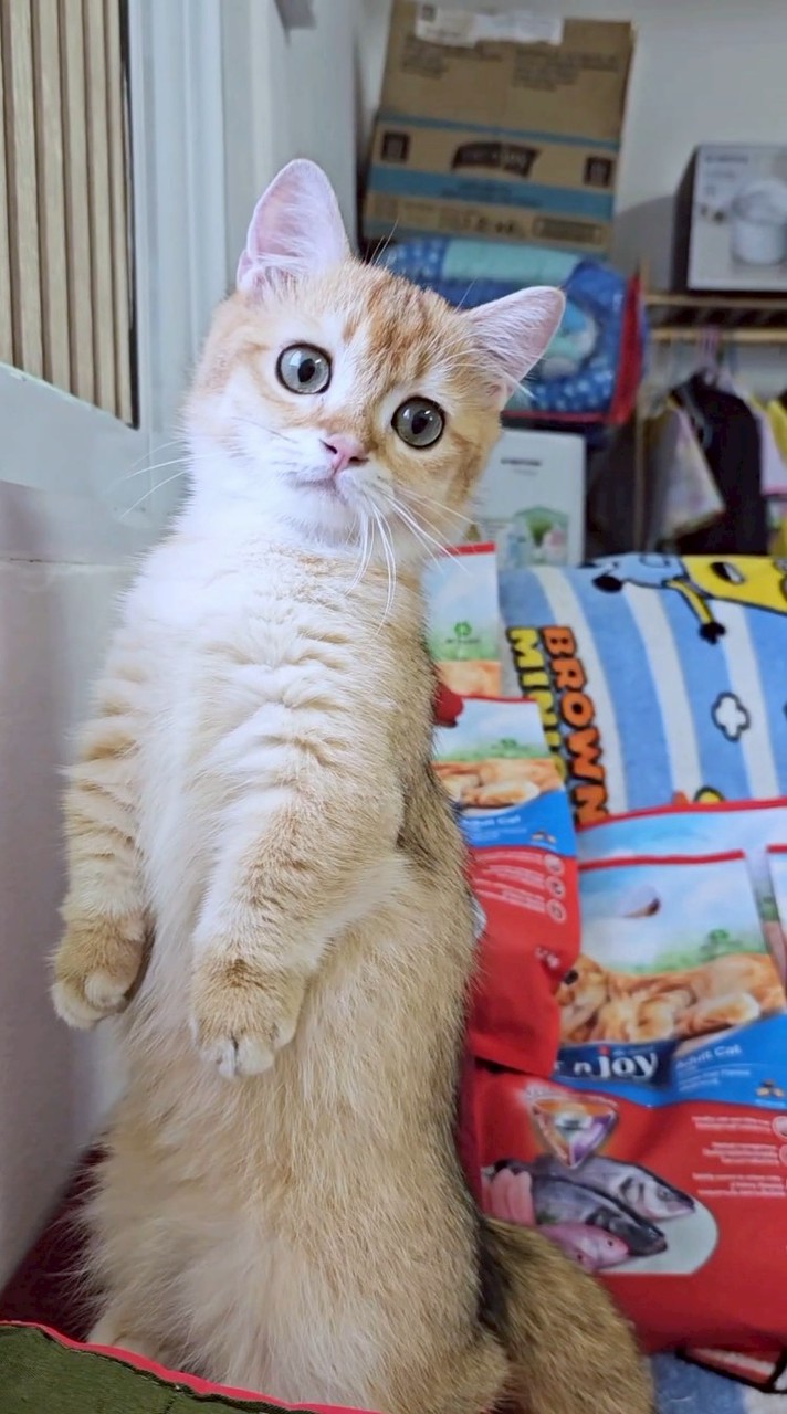 Nada cattery(อัพเดท แมวหาบ้าน)