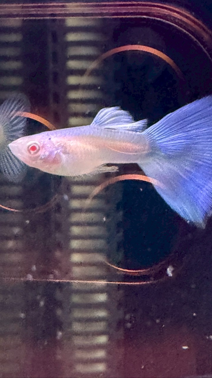 漁媽媽孔雀魚社