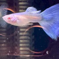 漁媽媽孔雀魚社