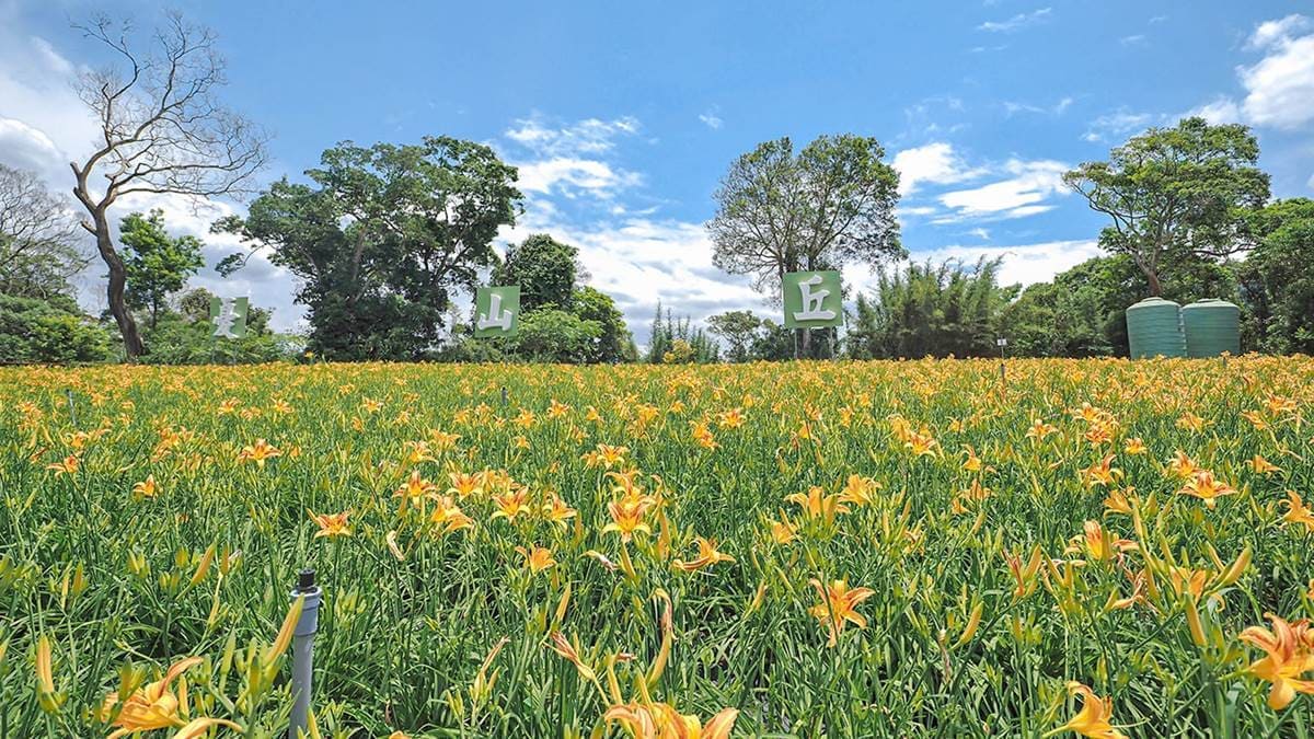 金黃花海攻占全台！５處金針花祕境：多達10萬株、北部最大、衝彰化免費拍爆