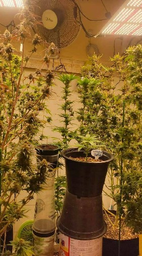 Cannabis.co.ltd