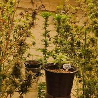 Cannabis.co.ltd