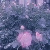 願った景色 ✧ 少人数固定夢