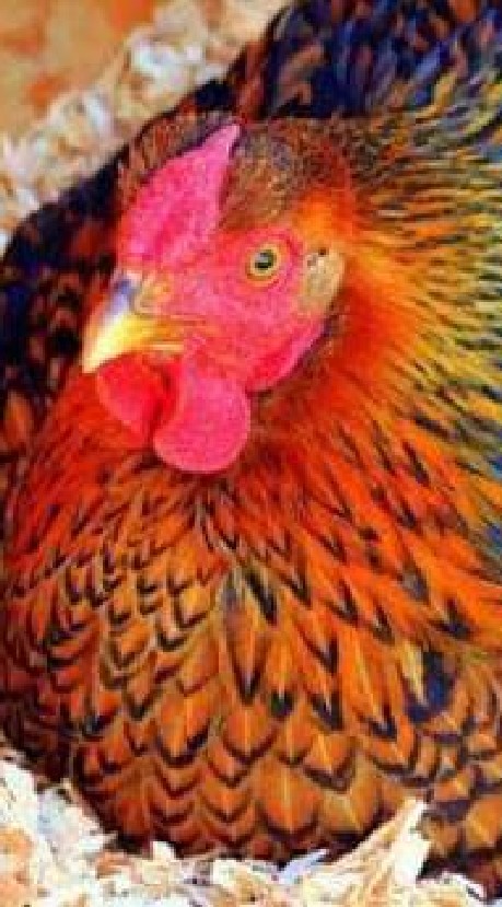 ไก่ฟ้า ไก่พันธ์ ไข่ เนื้อ