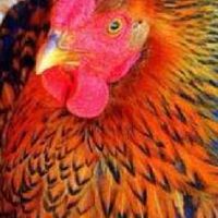 ไก่ฟ้า ไก่พันธ์ ไข่ เนื้อ