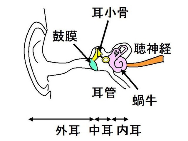 実はコワイ 耳かき で病気になる可能性って