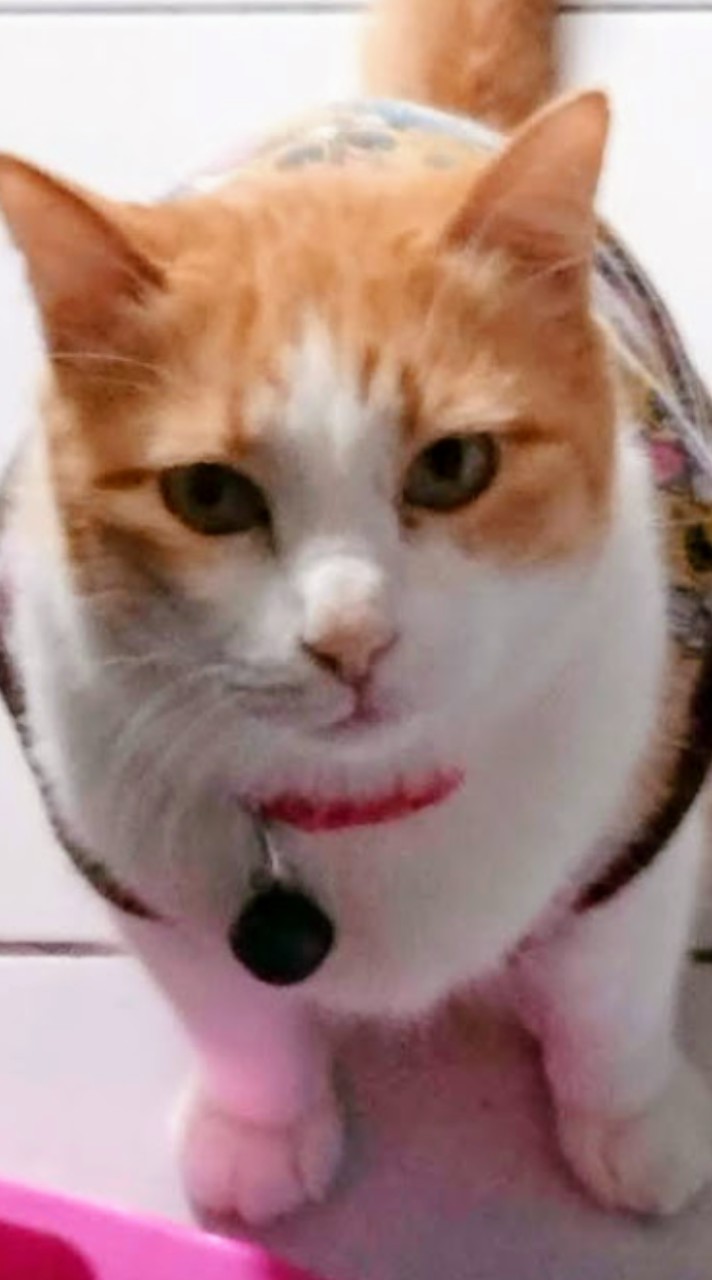 😺Pumpuy😺