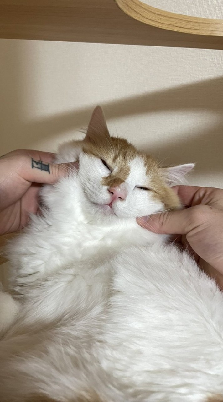 吾輩は猫ニートである🐱
