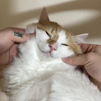 吾輩は猫ニートである🐱