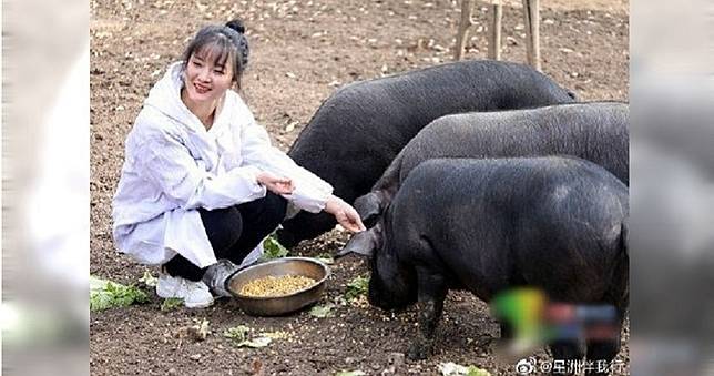 24歲正妹嫁妝「300頭豬」　網暴動喊：岳父好！