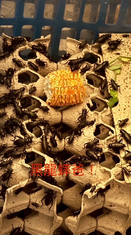 黑龍蟀爸！
