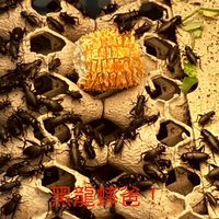 黑龍蟀爸！