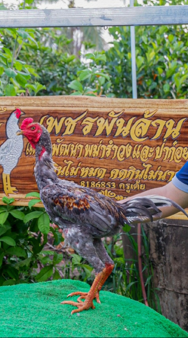 เพชรพันล้าน สุโขทัย