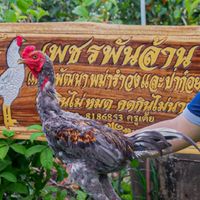 เพชรพันล้าน สุโขทัย