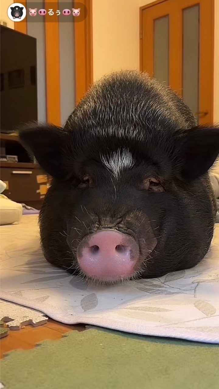るぅ🐽のサブスクROOM🫶