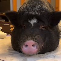 るぅ🐽のサブスクROOM🫶