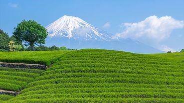 哪個縣的縣民最愛喝紅茶／綠茶？