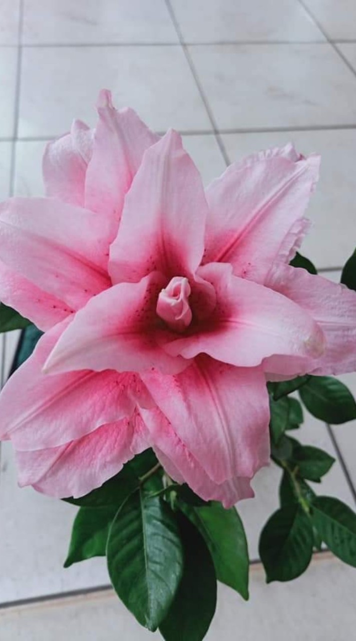 永菁鮮花