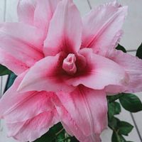 永菁鮮花