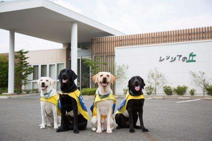 介助犬 とは オンラインイベント開催