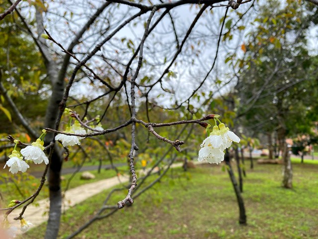 后里崴立機電櫻花公園